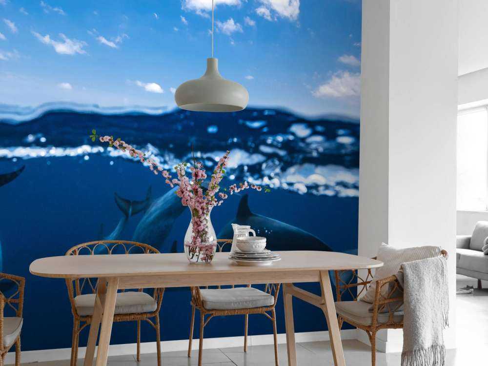 Between air and water with the dolphins