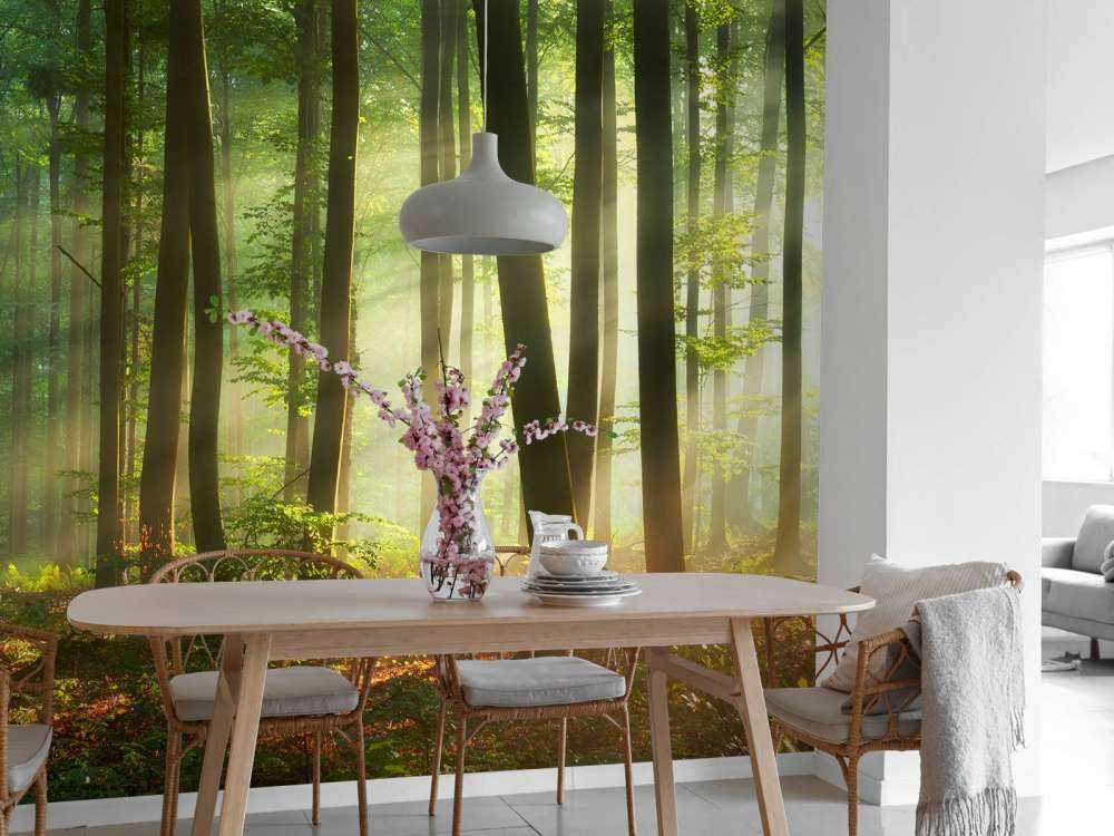 Morgensol blant trærne