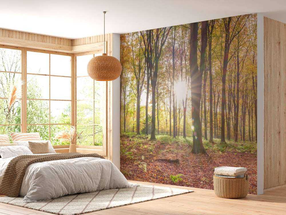 Sollys gjennom høstskogen