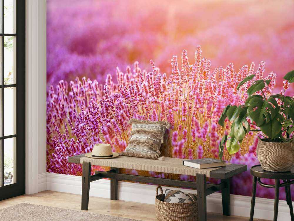 Nærbilde lavendelblomster