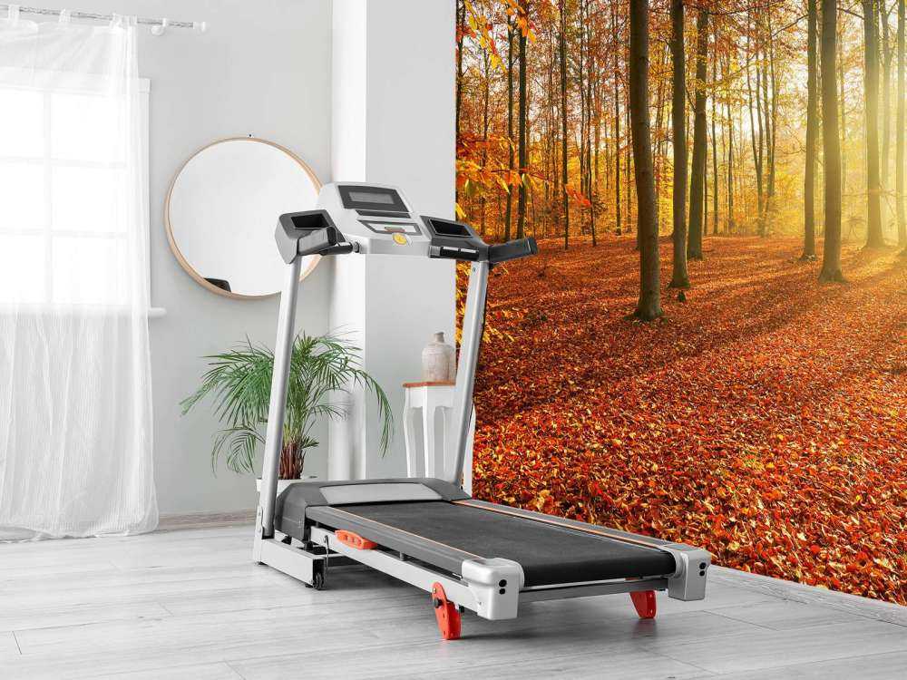 Høstmorgen i skogen