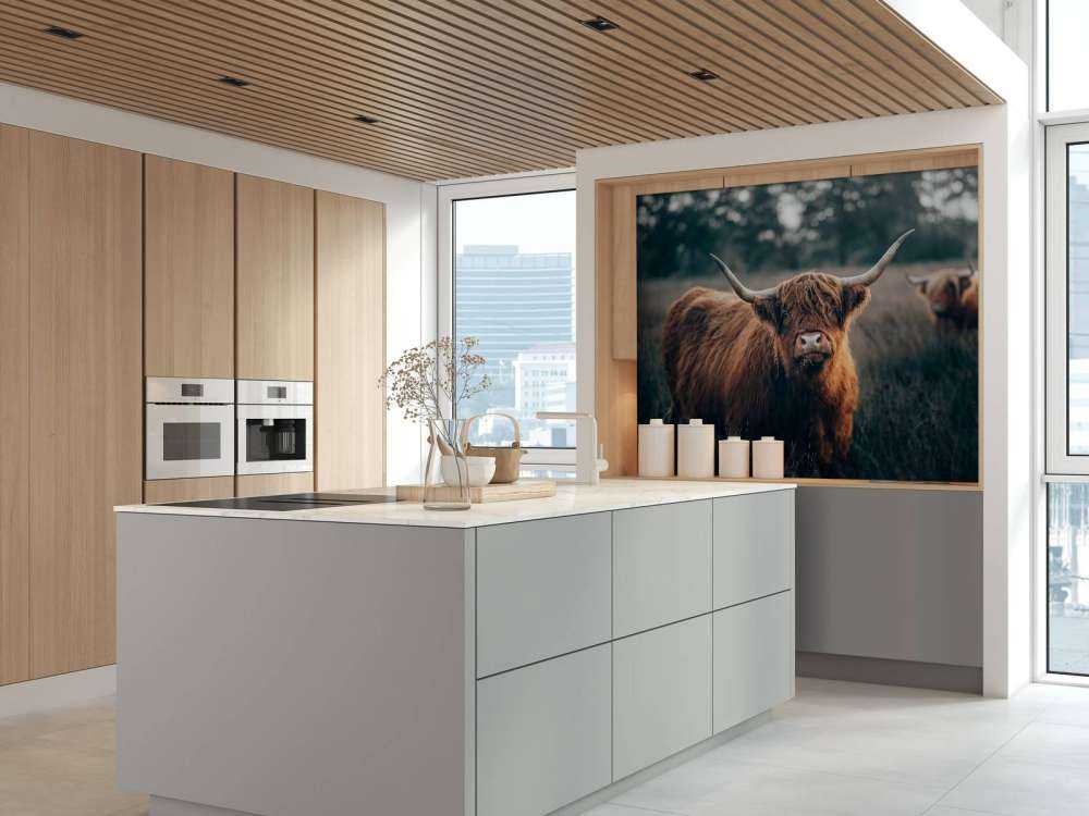 Skotsk högländare i närbild