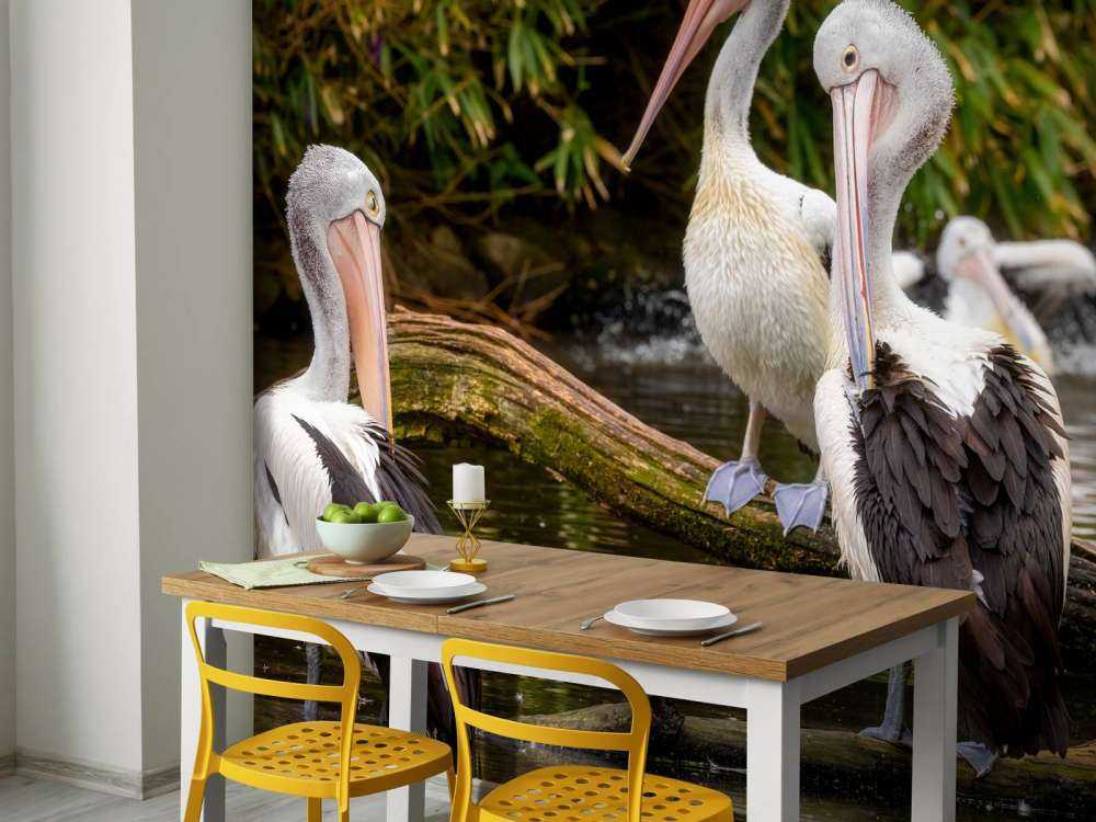 Australiska pelikaner