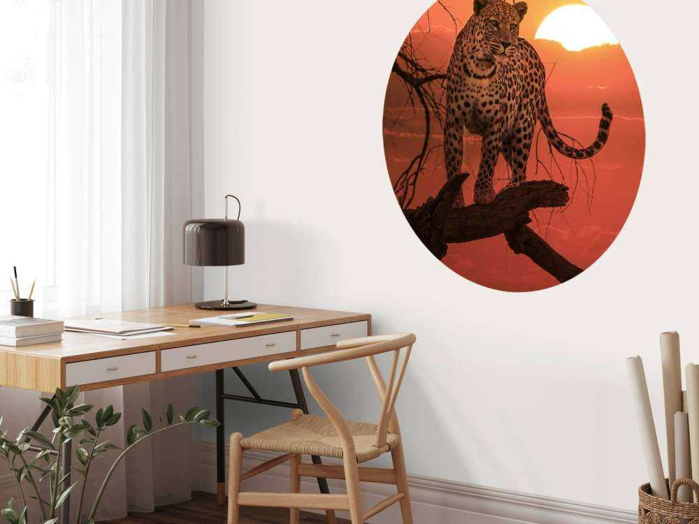 Leopard med solnedgång