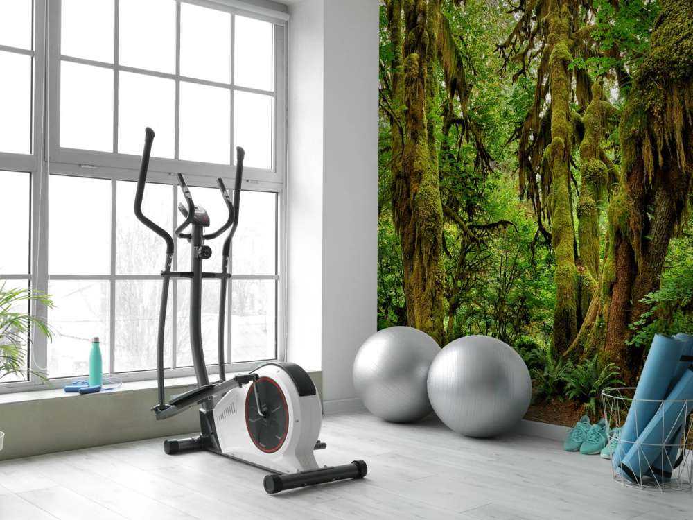 Gammal vildmarksskog