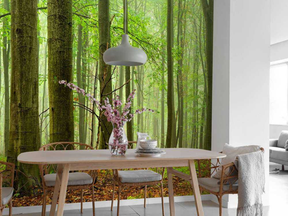 Skog av bokträd