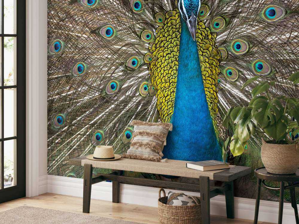 Påfågel med fyllda fjädrar