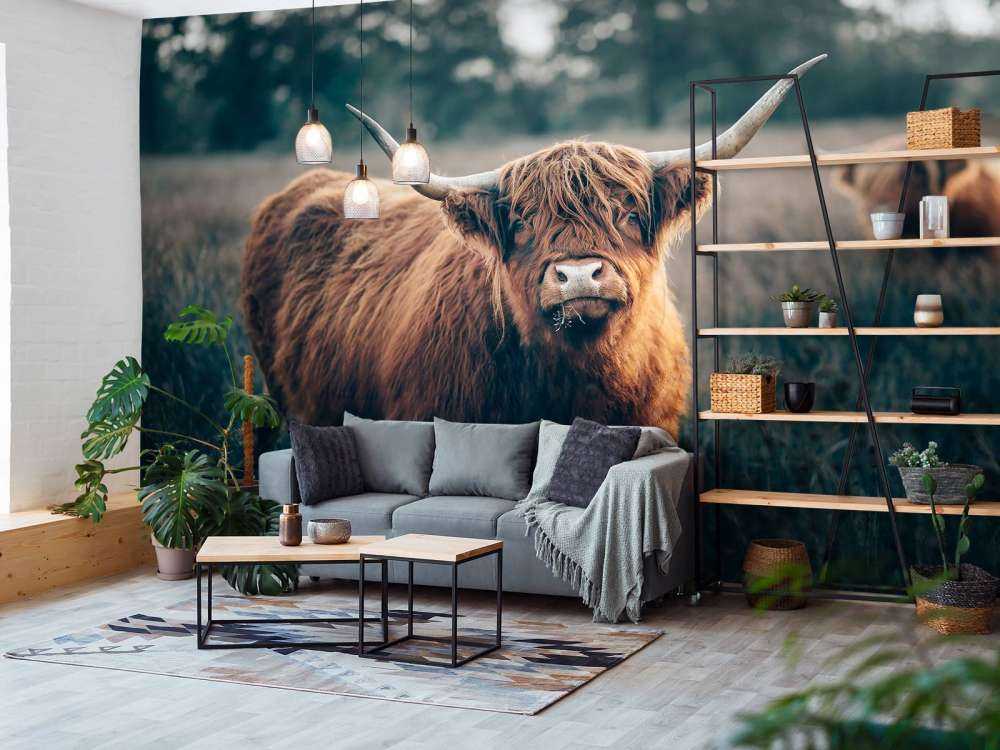 Skotsk högländare i närbild