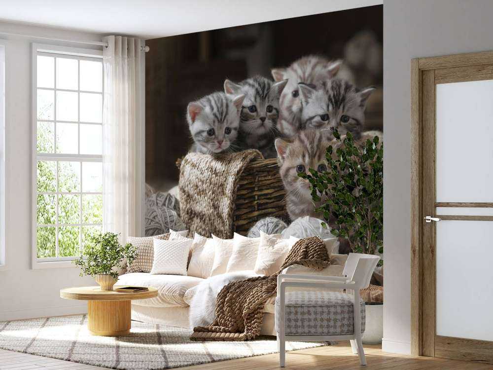 Kattungar med ull
