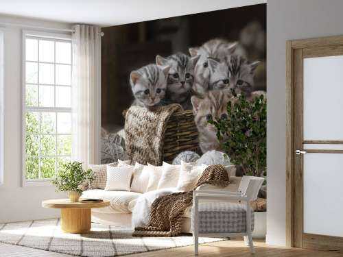 Kattungar med ull