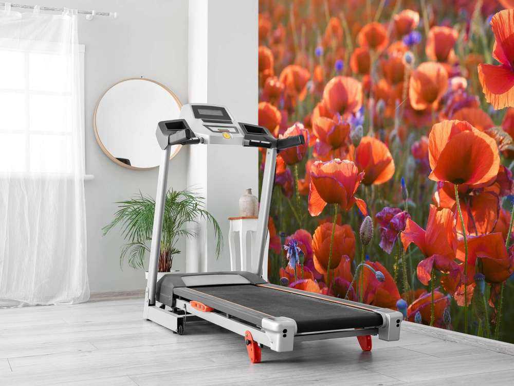 Vallmo i kvällsljuset