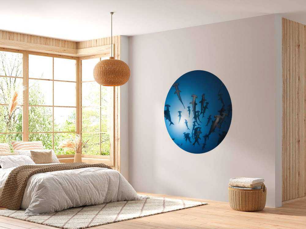 Hammerhead Shark - undervandsfotografering