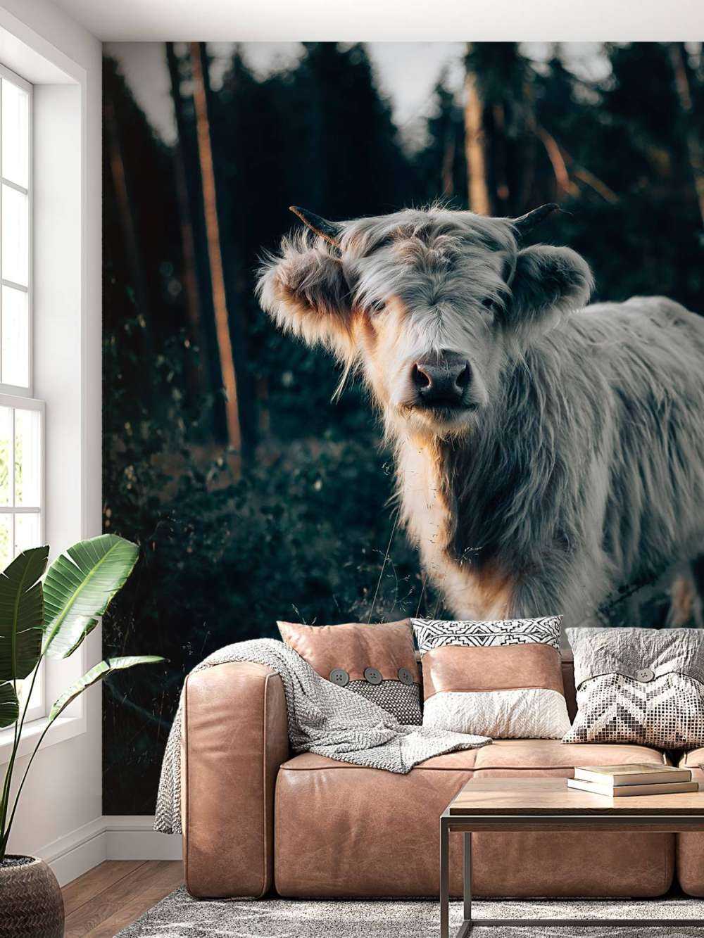 Skotsk highlander-unge