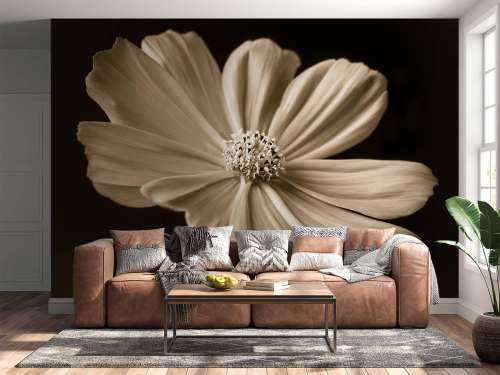 Kosmosblomst