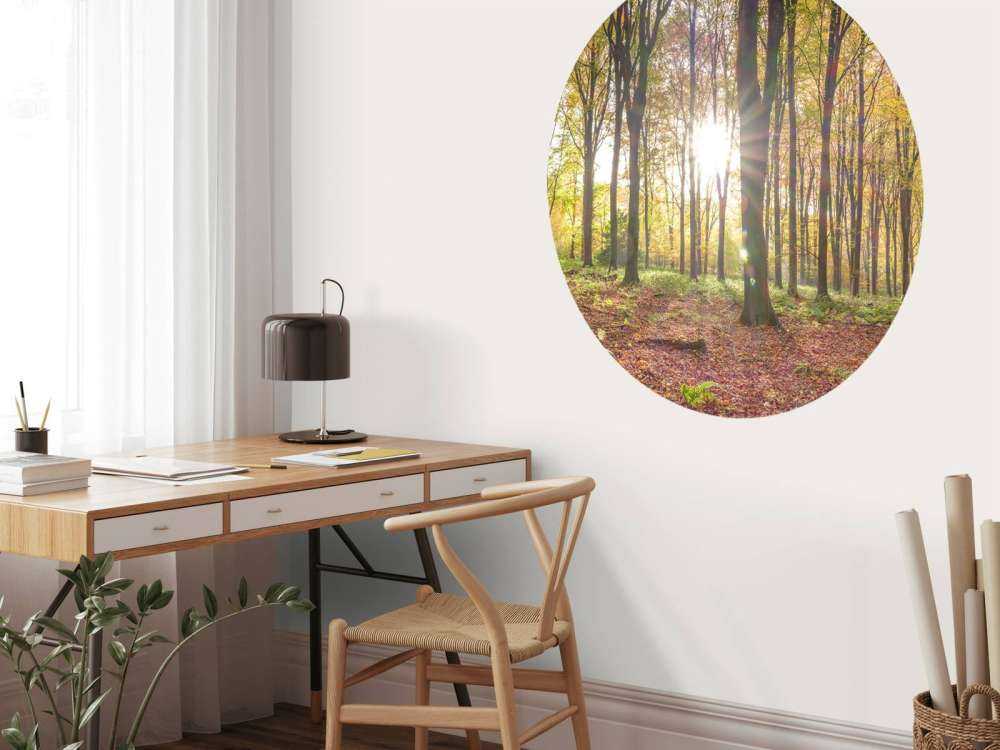Sollys gjennom høstskogen