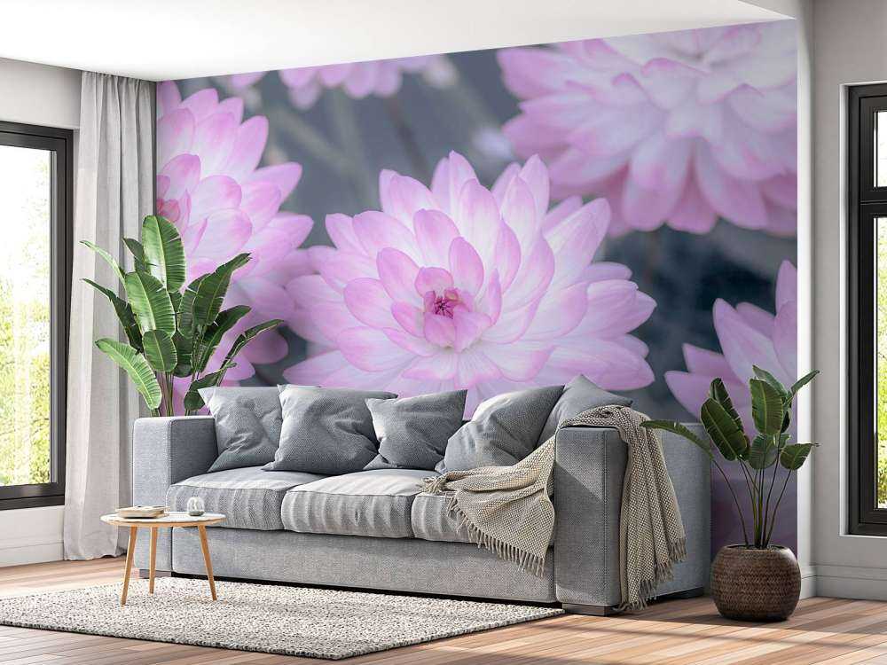 Dahlia Blomster