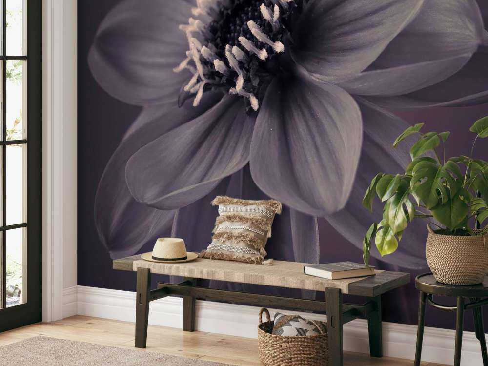 Mørk dahlia blomst