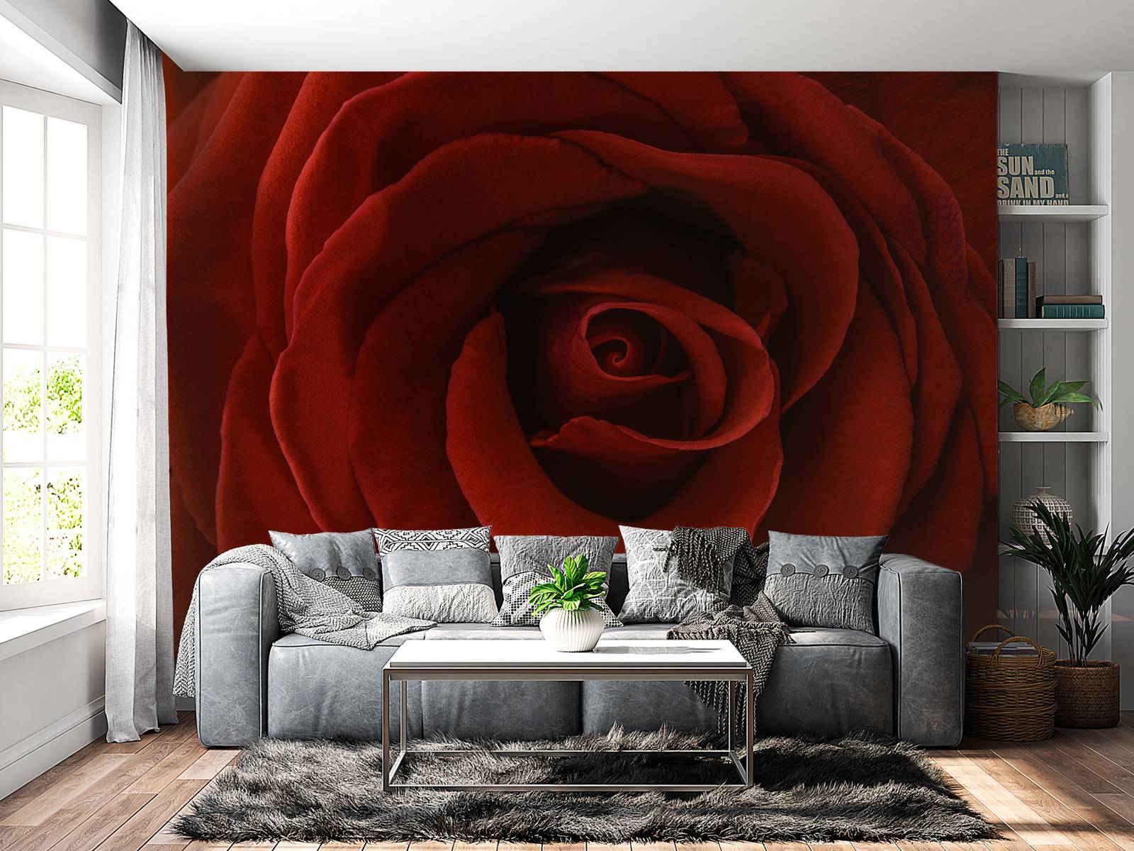 Nærbilde rød rose