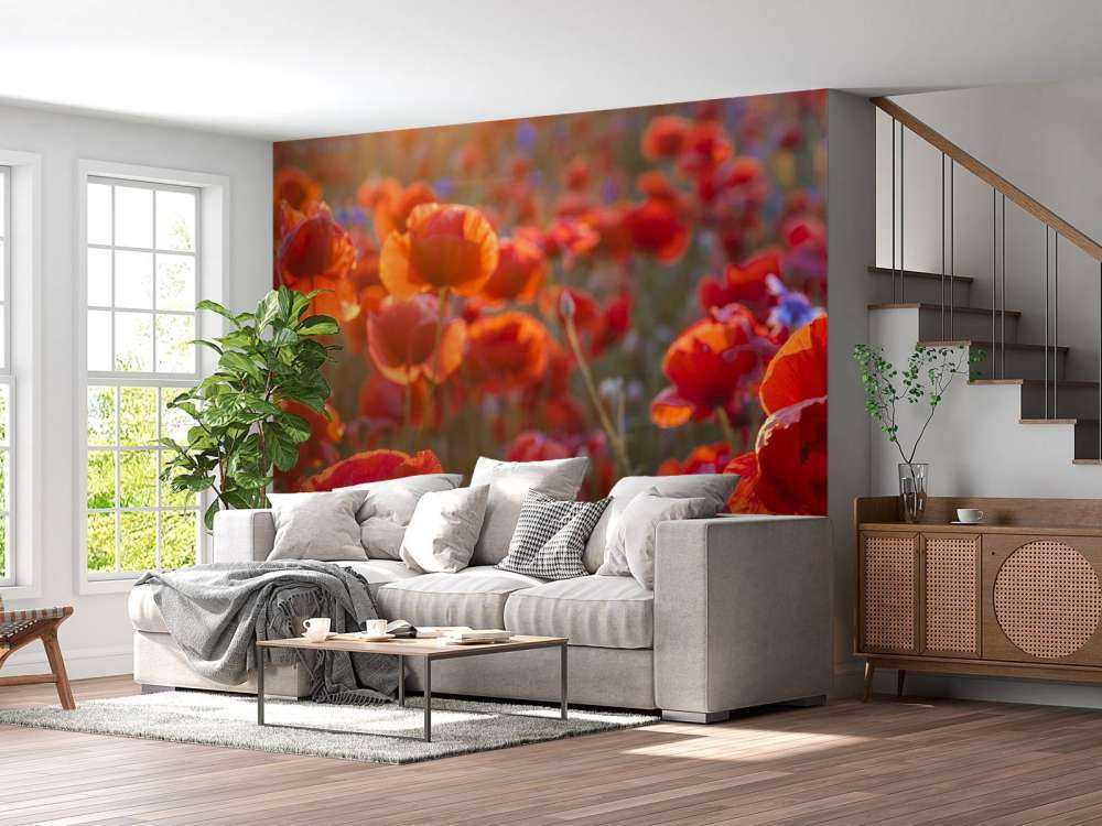 Valmuer og kornblomster