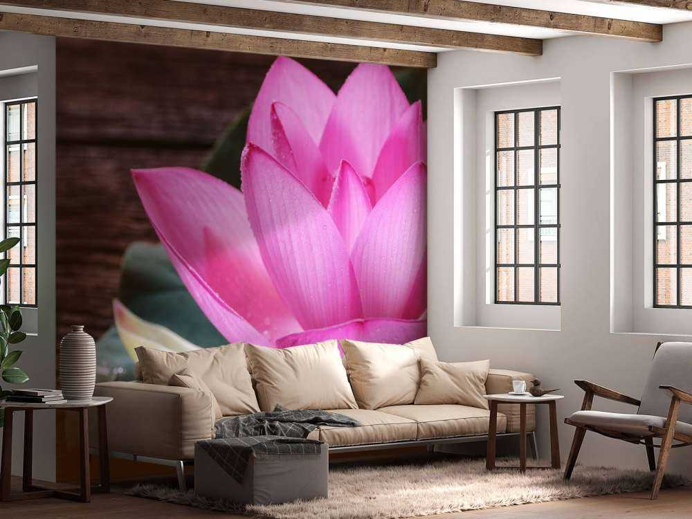 Nærbillede lyserød lotus