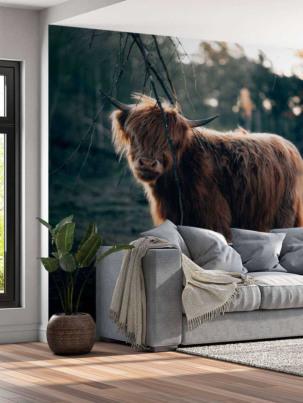 Scottish Highlander i udkanten af __skoven