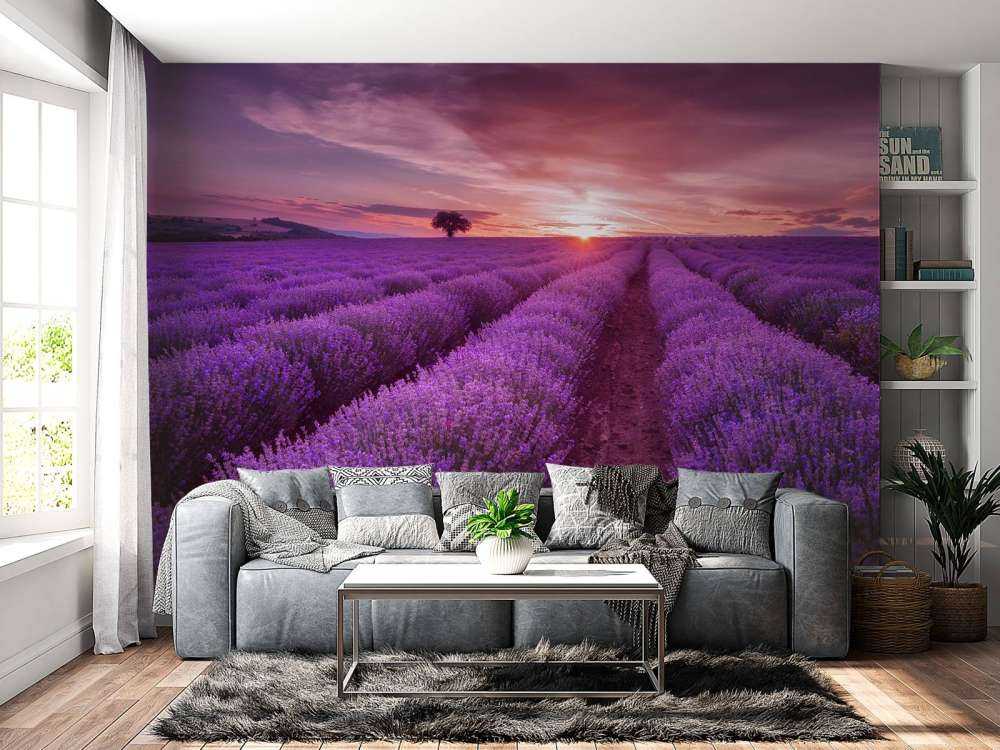 Fält fullt med lavendel