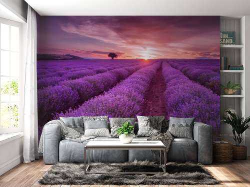 Fält fullt med lavendel