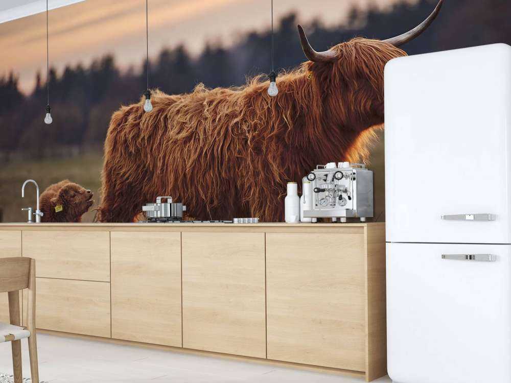 Skotsk hoglandare i ängen