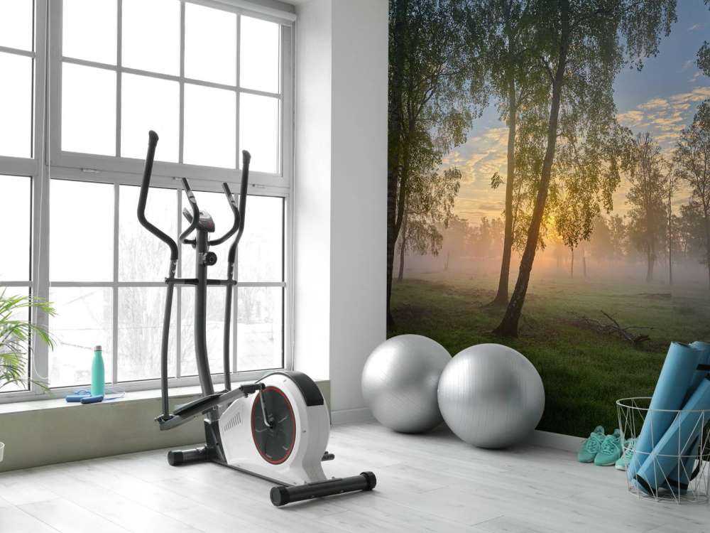 Soluppgång vid björkarna