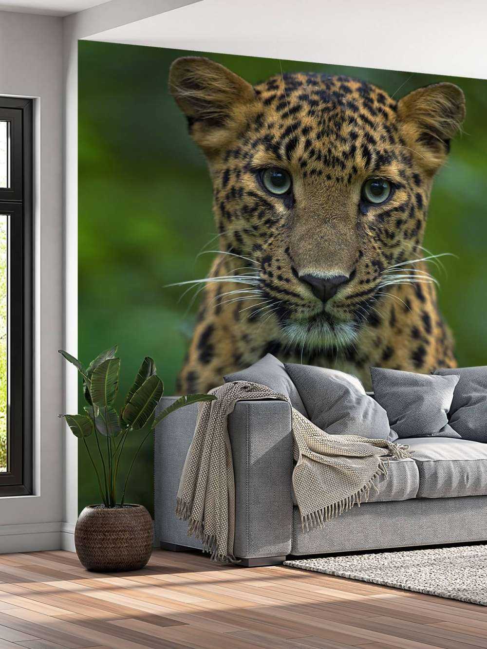 Fokuserad leopard