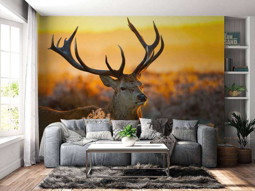 Rådjur i naturreservat