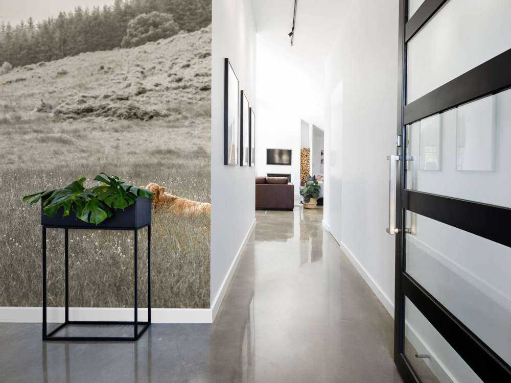 Skotsk highlander med kalv