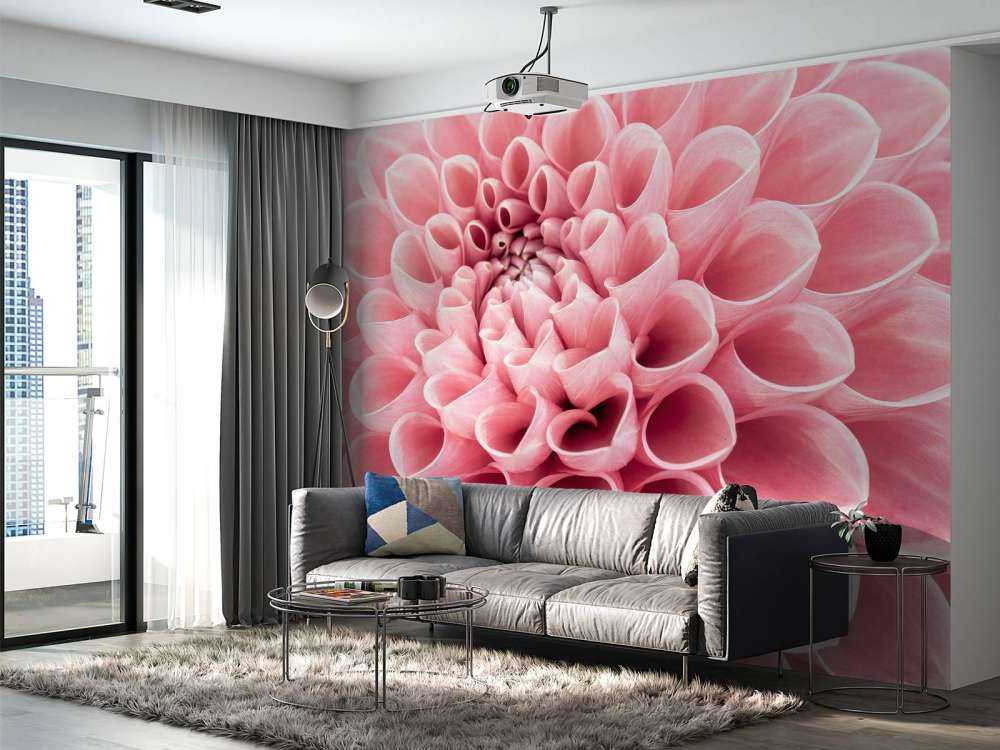 Rosa dahlia