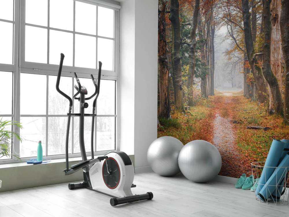 Skogssti med gamle trær