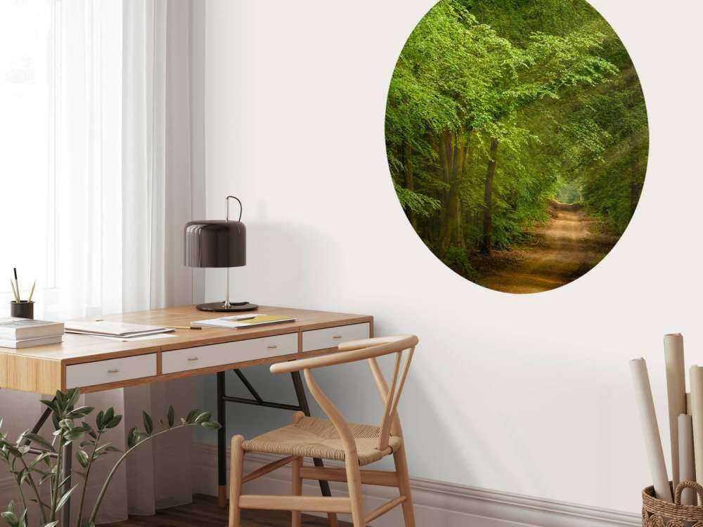 Padde i skogen med solstråler