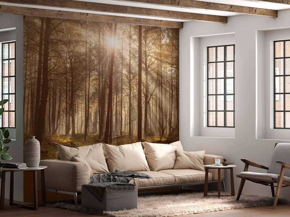 Skog med høye trær