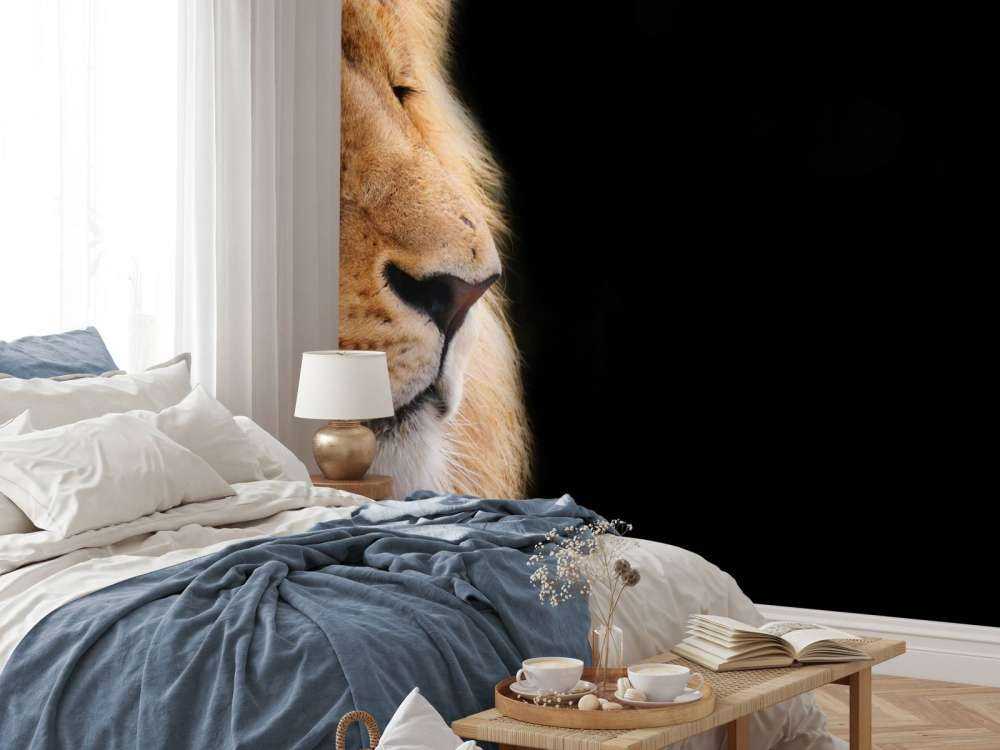 løve på nært hgammel