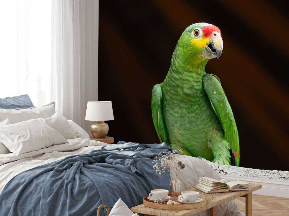 nysgjerrig papegøye