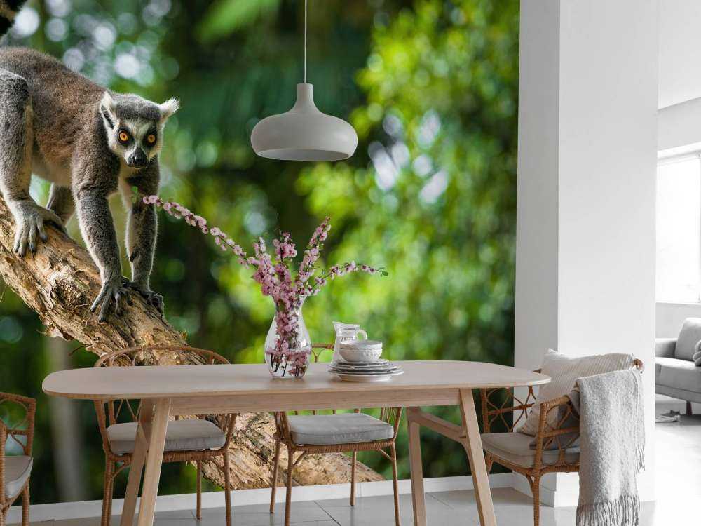 Ring-tailed ape i et tre