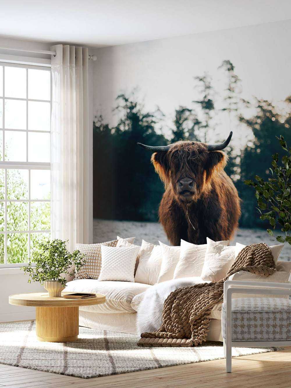 Skotsk highlander i morgonsolen