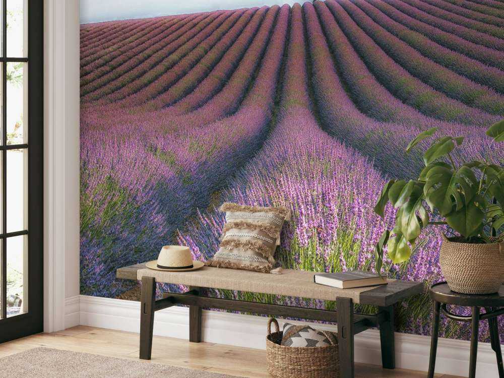 Velours de Lavender