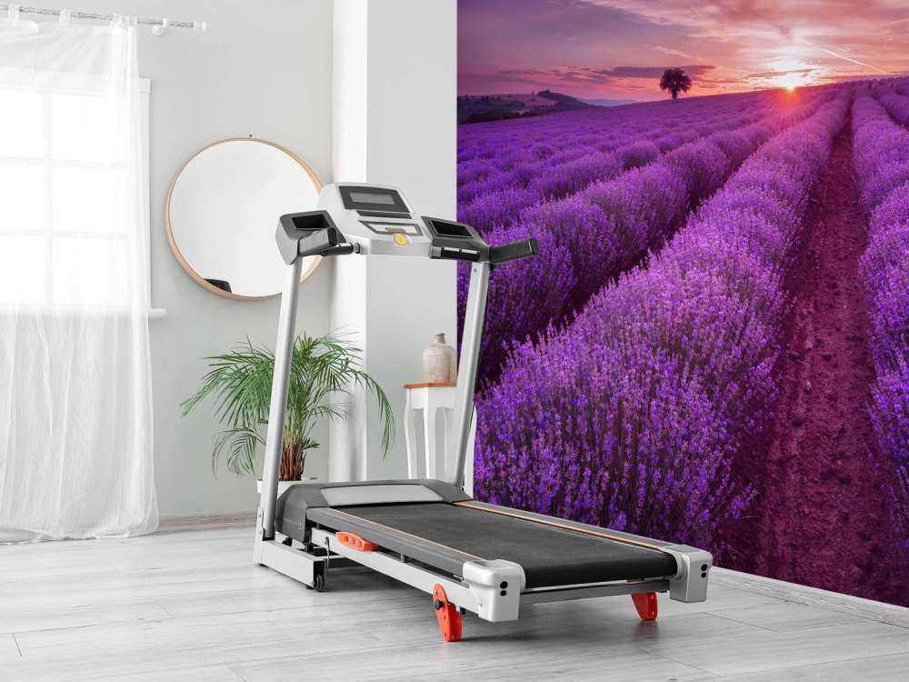 Fält fullt med lavendel
