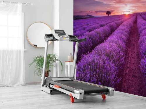 Fält fullt med lavendel