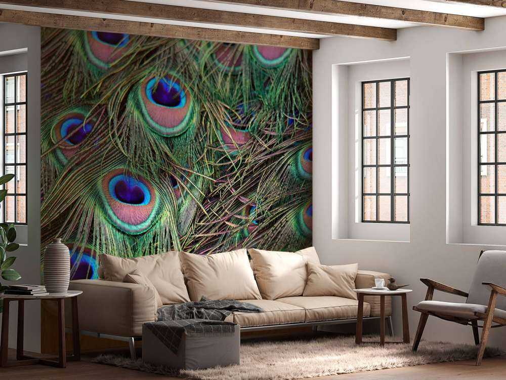 Närbild påfågelfjädrar