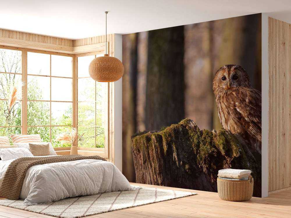 Lille ugle på et nedbrudt træ