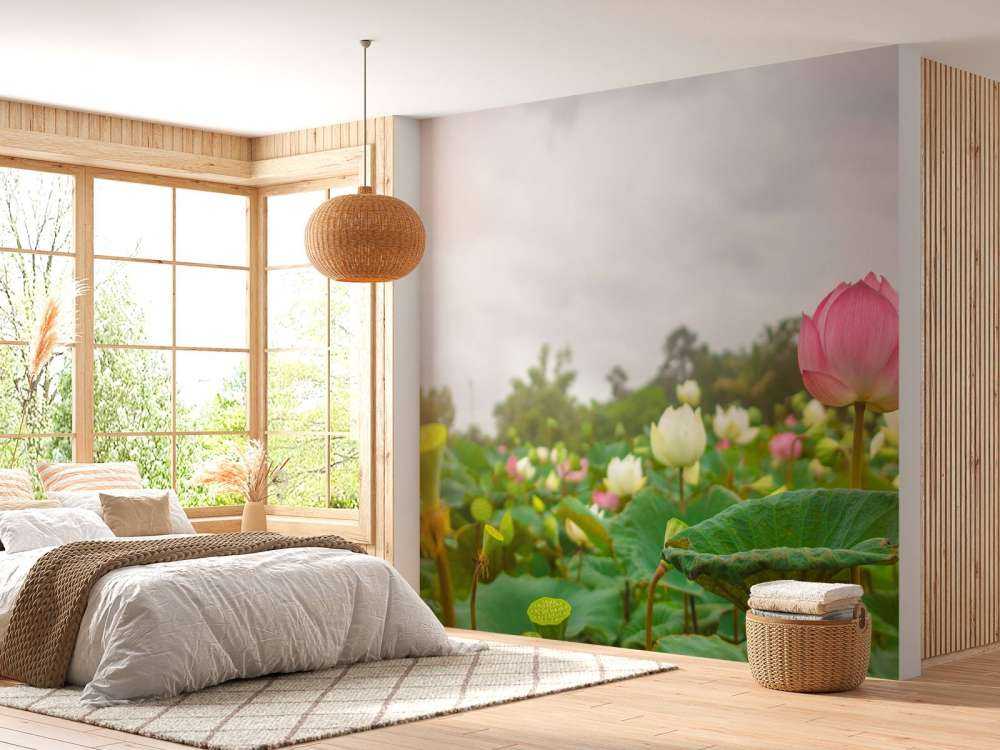 Lyserøde og hvide lotusblomster