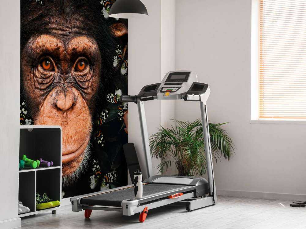 Tropical Chimpanzee