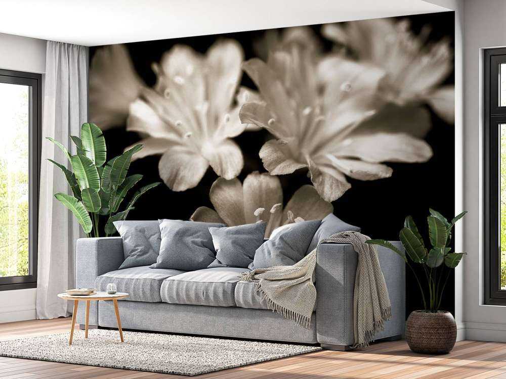 Lewisia-blomster nærbilde