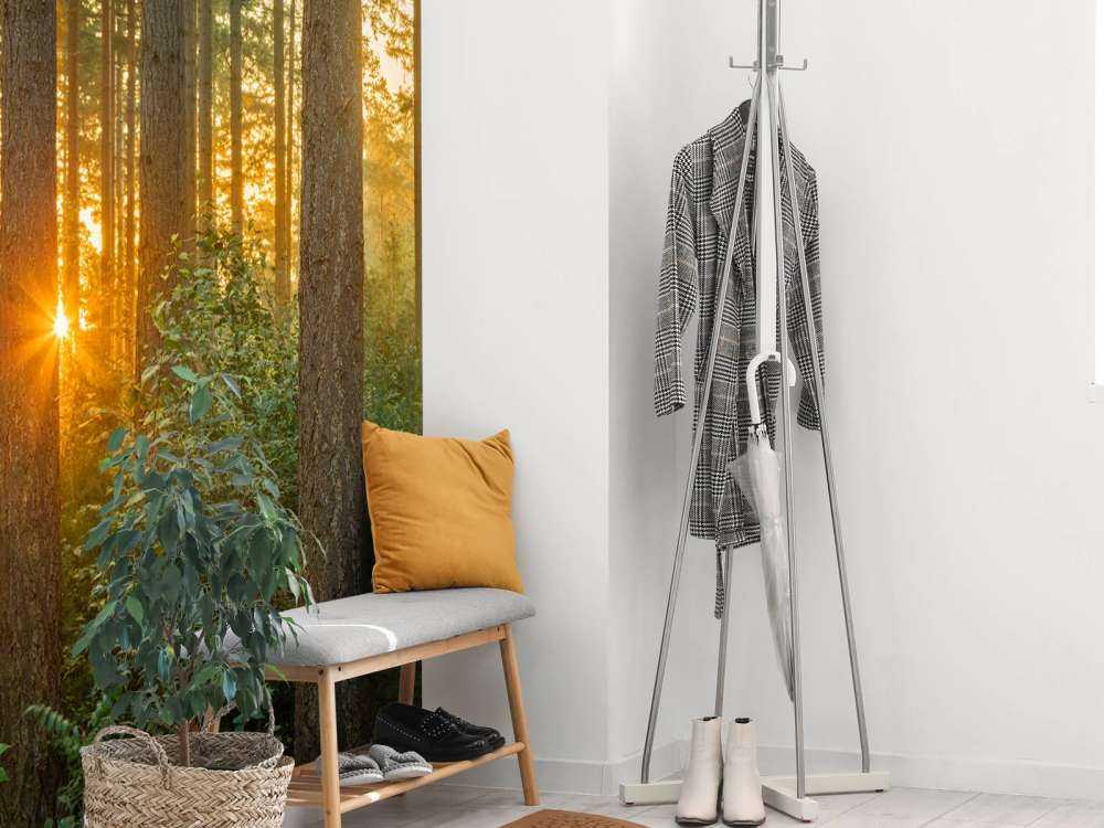 Solstråler i en barskog