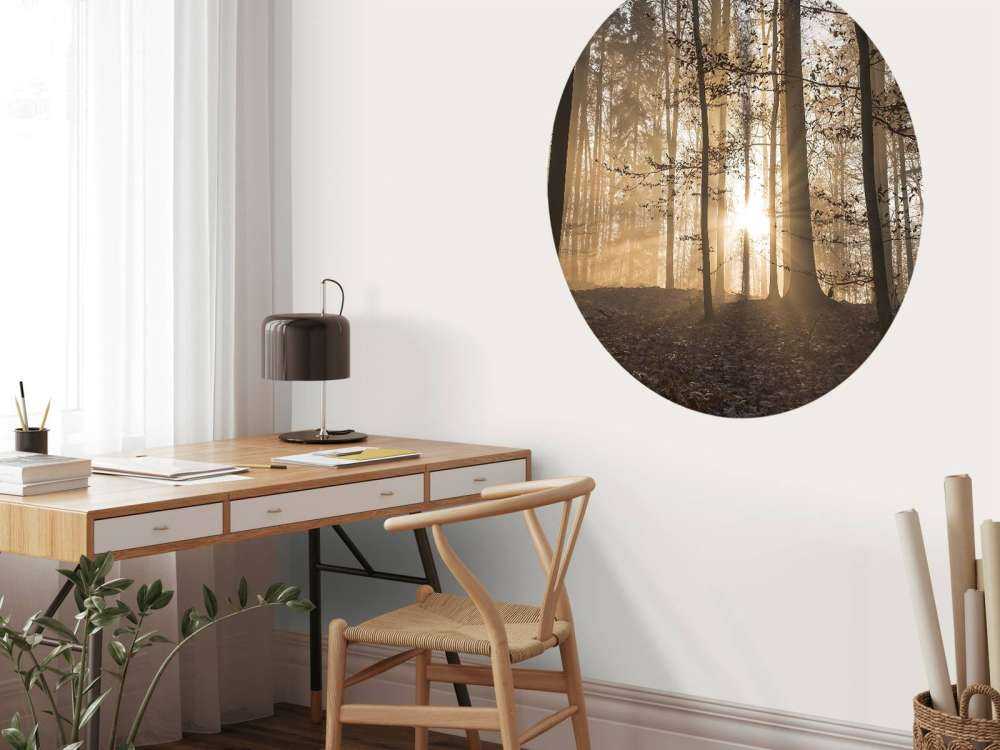 Solskinn i en tåkete skog